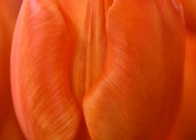 Tulipa Orange Sherpa ® (3)